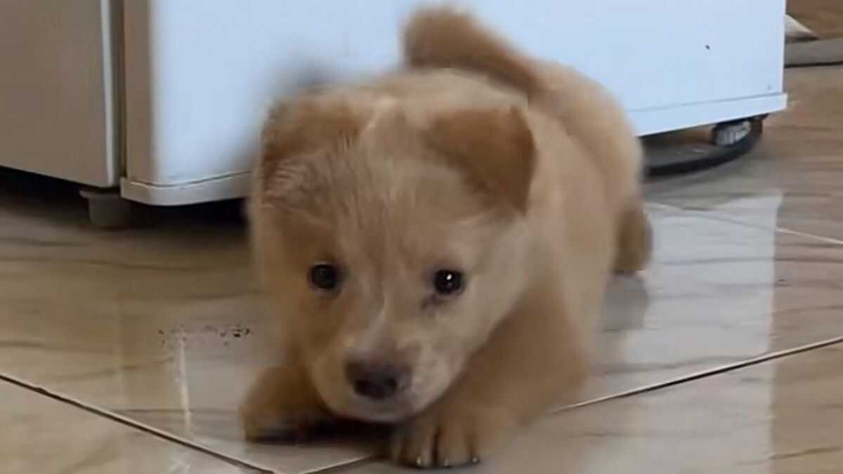 Família adota cachorrinho pensando que era um golden , mas teve uma surpresa inusitada