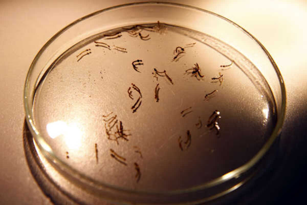 Zika Costa Rica declara estado de emergência para evitar proliferação