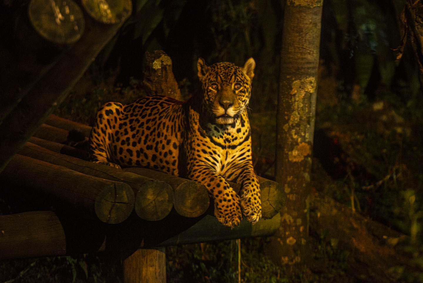 Zoo SP