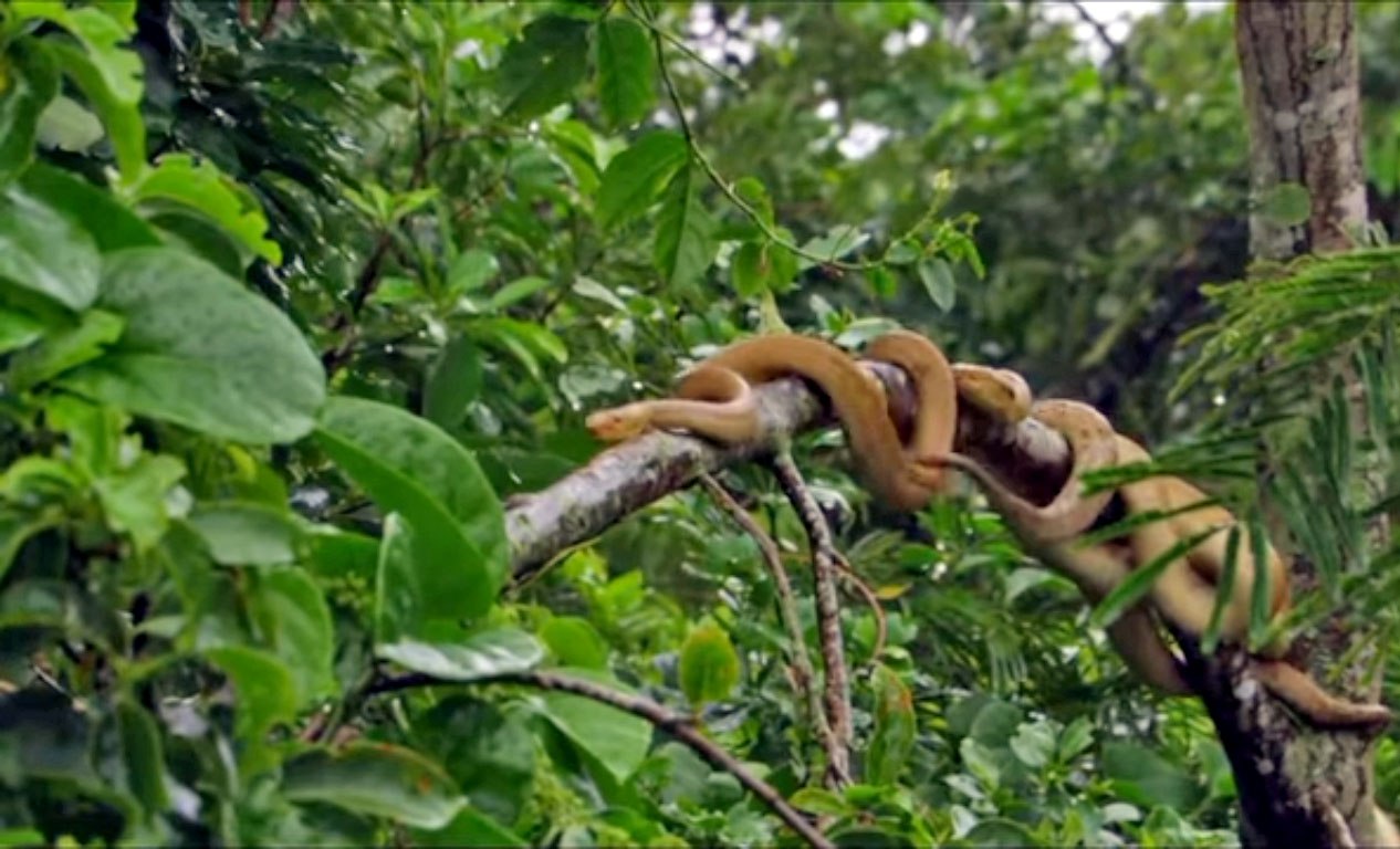 A ilha do litoral de São Paulo com a segunda maior concentração de cobras  do planeta - BBC News Brasil