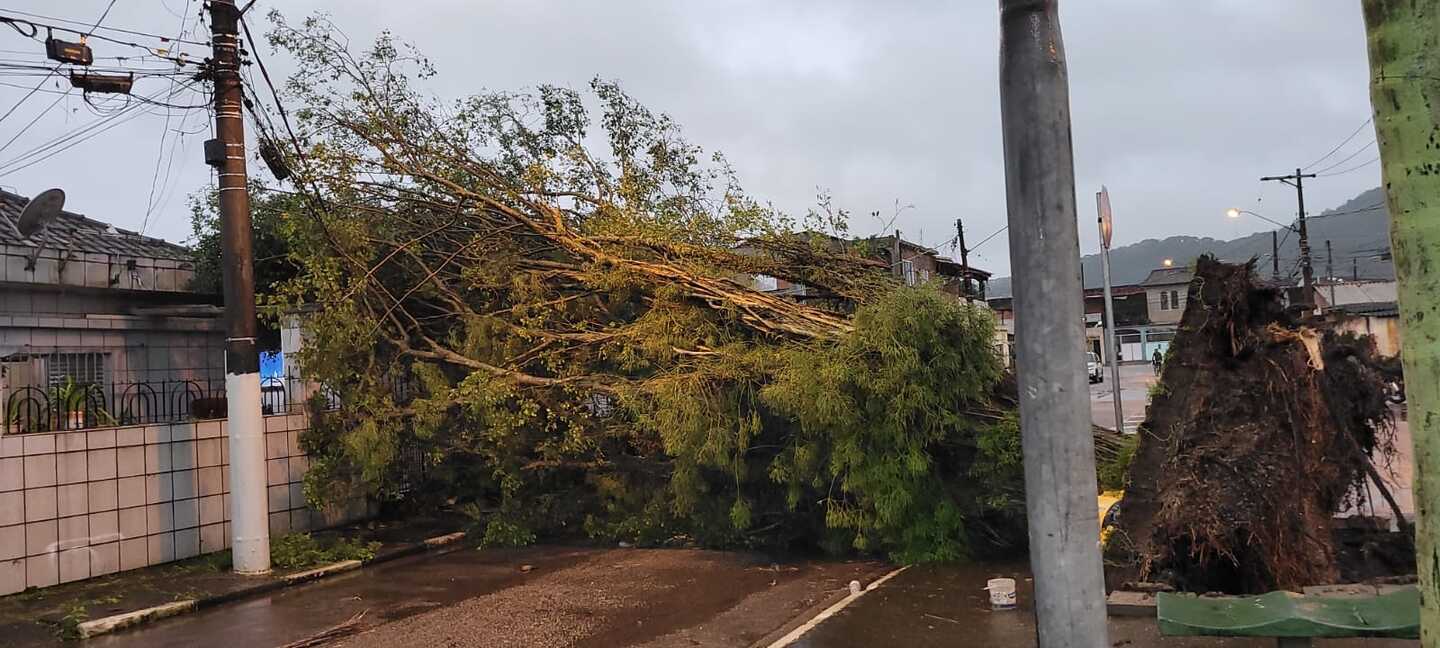 Árvore desabou em praça e atingiu residência localizada no Jardim Castelo, em Santos