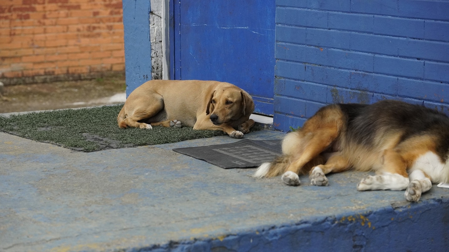 Scooby fecha o quarteto de cãezinhos funcionários em Guarujá