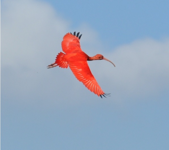 Guará-Vermelho