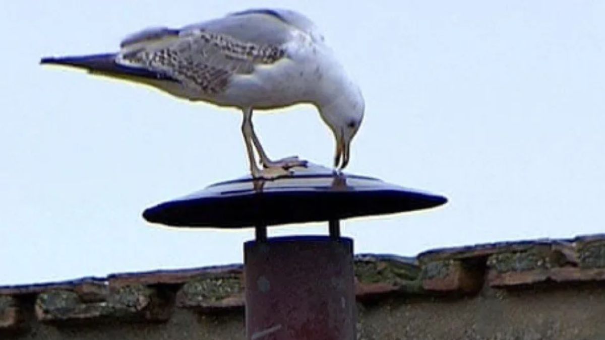 A gaivota-de-patas-amarelas pode pesar mais de um quilo e meio e é um animal considerado oportunista e generalista.