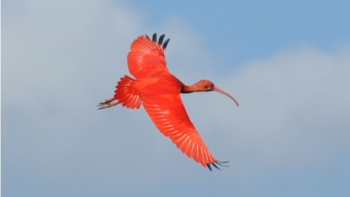 O Guará-vermelho é considerado símbolo da recuperação ambiental de Cubatão.