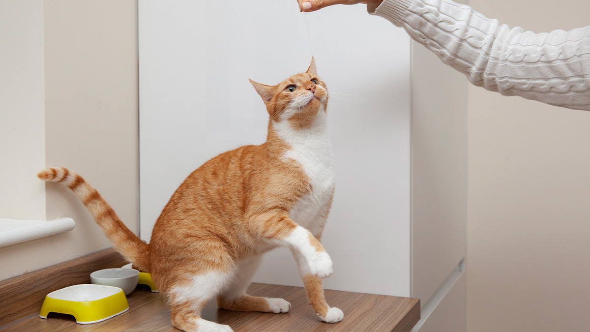 Um estudo realizado em 2019, na Alemanha, apontou que quase 80% dos gatos avaliados tinham preferência clara por uma das patas