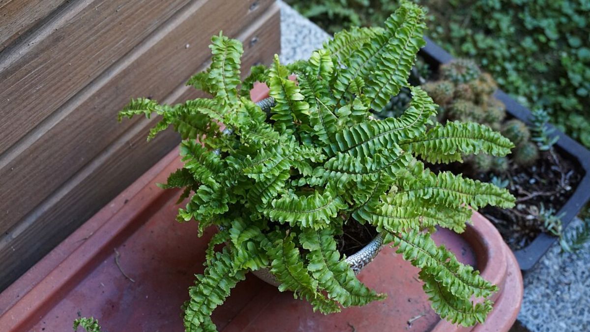 A NASA já incluiu a samambaia-de-Boston em sua lista de plantas que purificam o ar, ela é capaz de remover formaldeído e outros poluentes comuns em ambientes internos