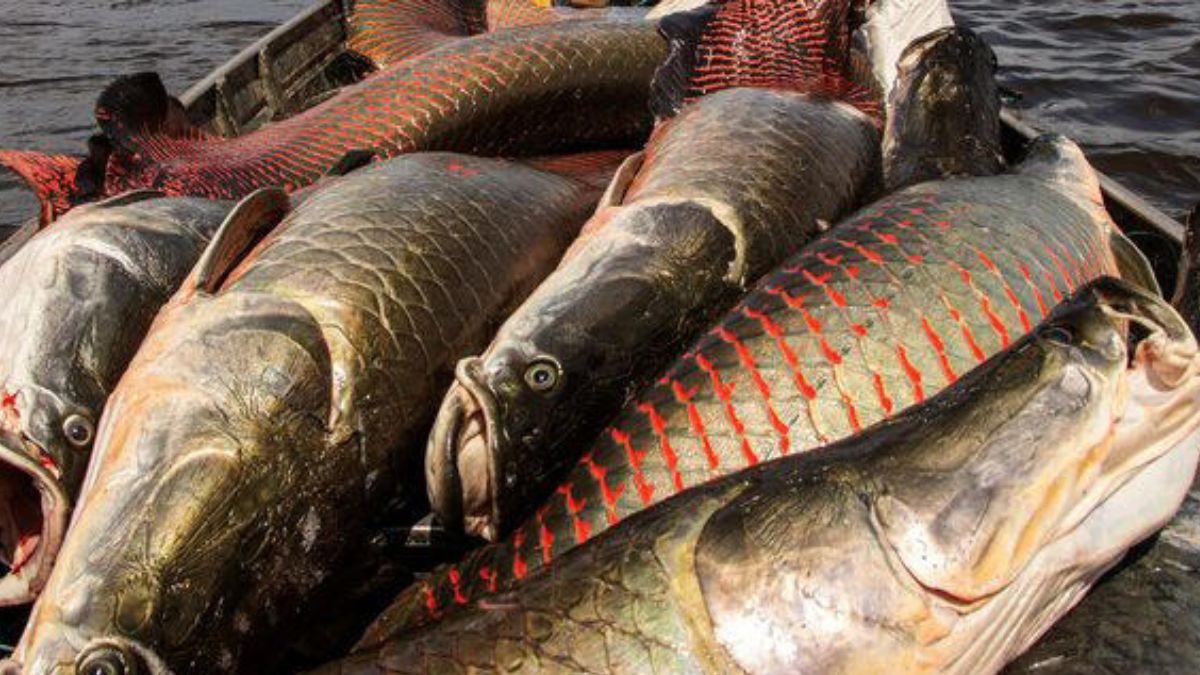 O pirarucu (Arapaima gigas) está entre os maiores peixes de água doce do mundo