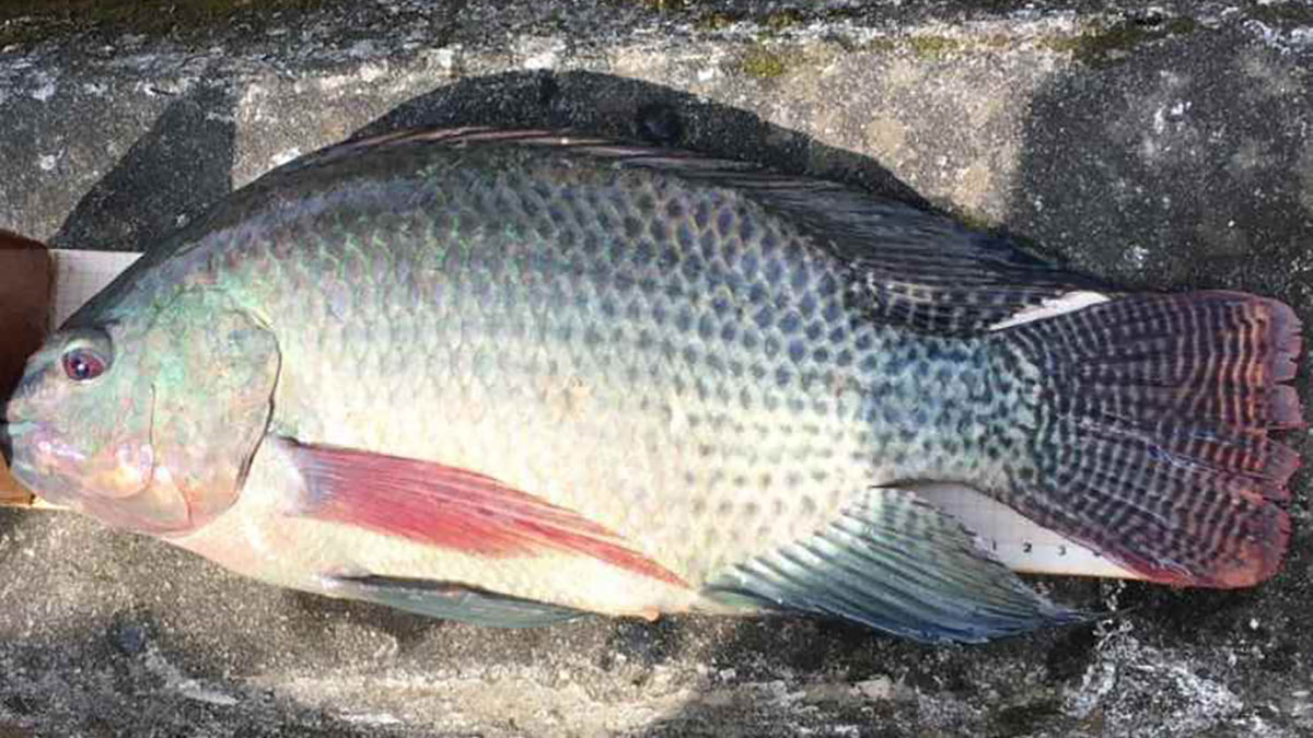 As tilápias têm se multiplicado rapidamente nos canais de Santos