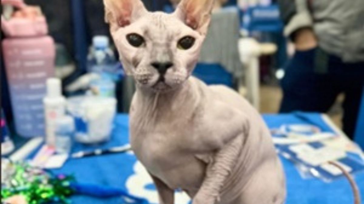 Público poderá acompanhar de perto um campeonato internacional considerado referência no universo da gatofilia