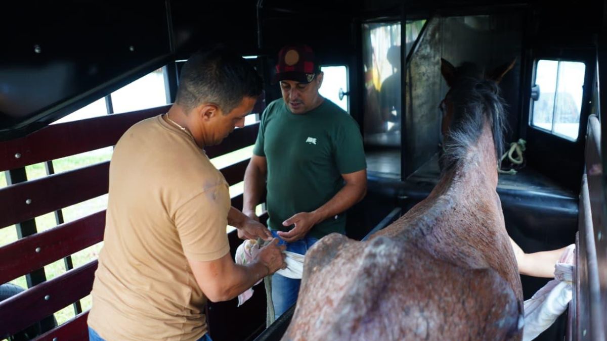 A tutora foi autuada administrativamente conforme o decreto federal