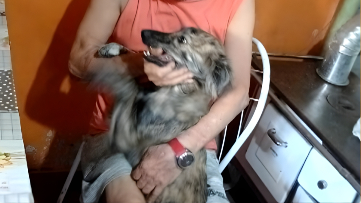 Pulguéria reencontrou o tutor após se perder nas enchentes