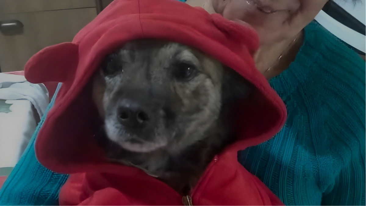 Pulguéria agora está de volta ao lar e com todos os seus 