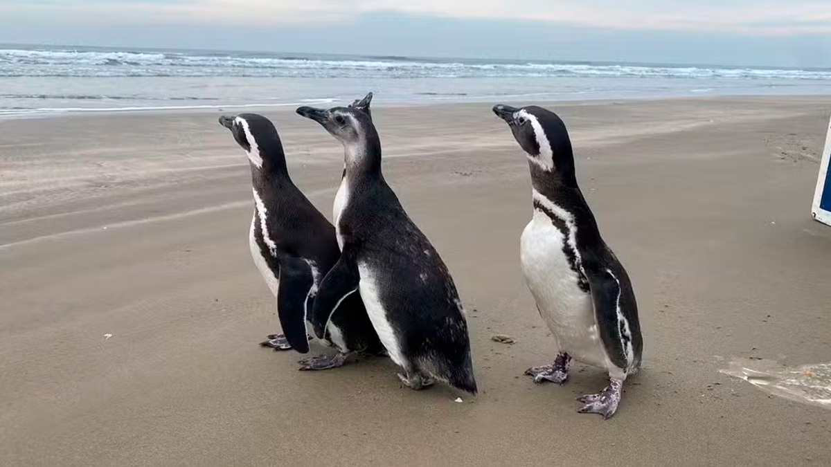 Uma praia brasileira é reconhecida desde 1994 pelo Guinness World Records como a maior do planeta.