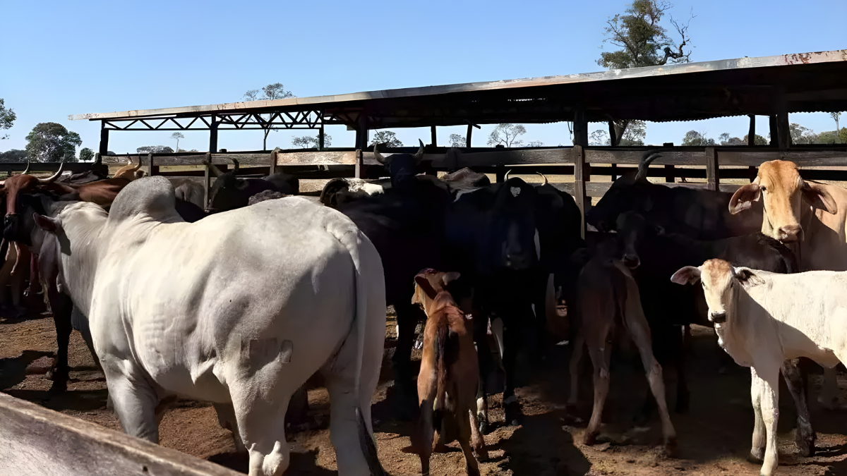 Rebanho bovino em Corumbá