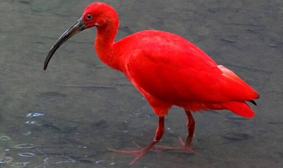 Ave é um símbolo da cidade de Cubatão