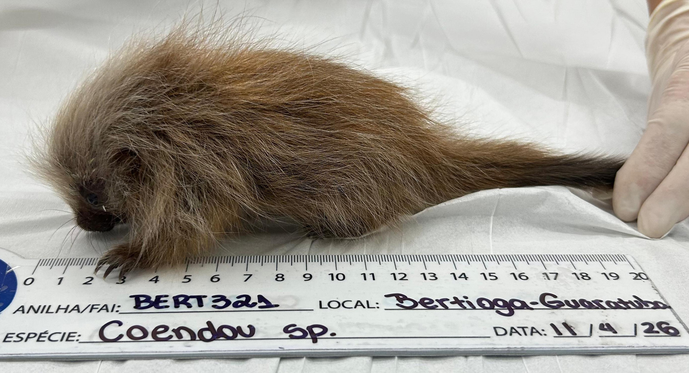 O animal apresentou evolução clínica satisfatória, com melhora do estado de hidratação, aumento da atividade e ganho de peso progressivo, atingindo 130 g. Divulgação