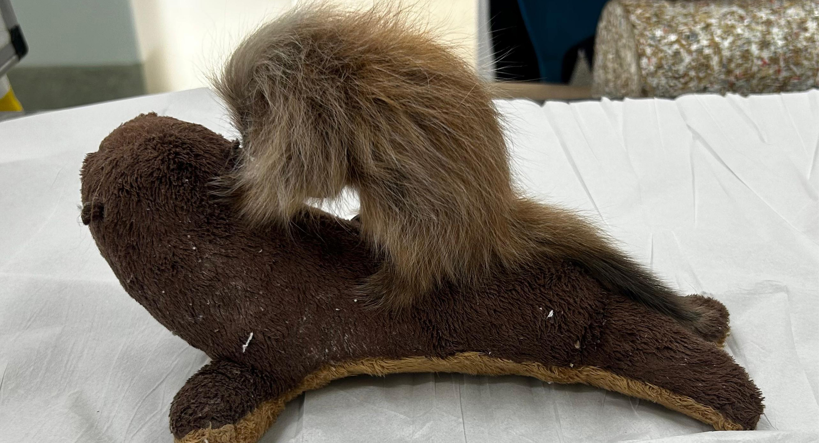 O animal apresentou evolução clínica satisfatória, com melhora do estado de hidratação, aumento da atividade e ganho de peso progressivo, atingindo 130 g. Divulgaçãofilhote de ourico e resgatado em praia e passa por reabilitacao no 2