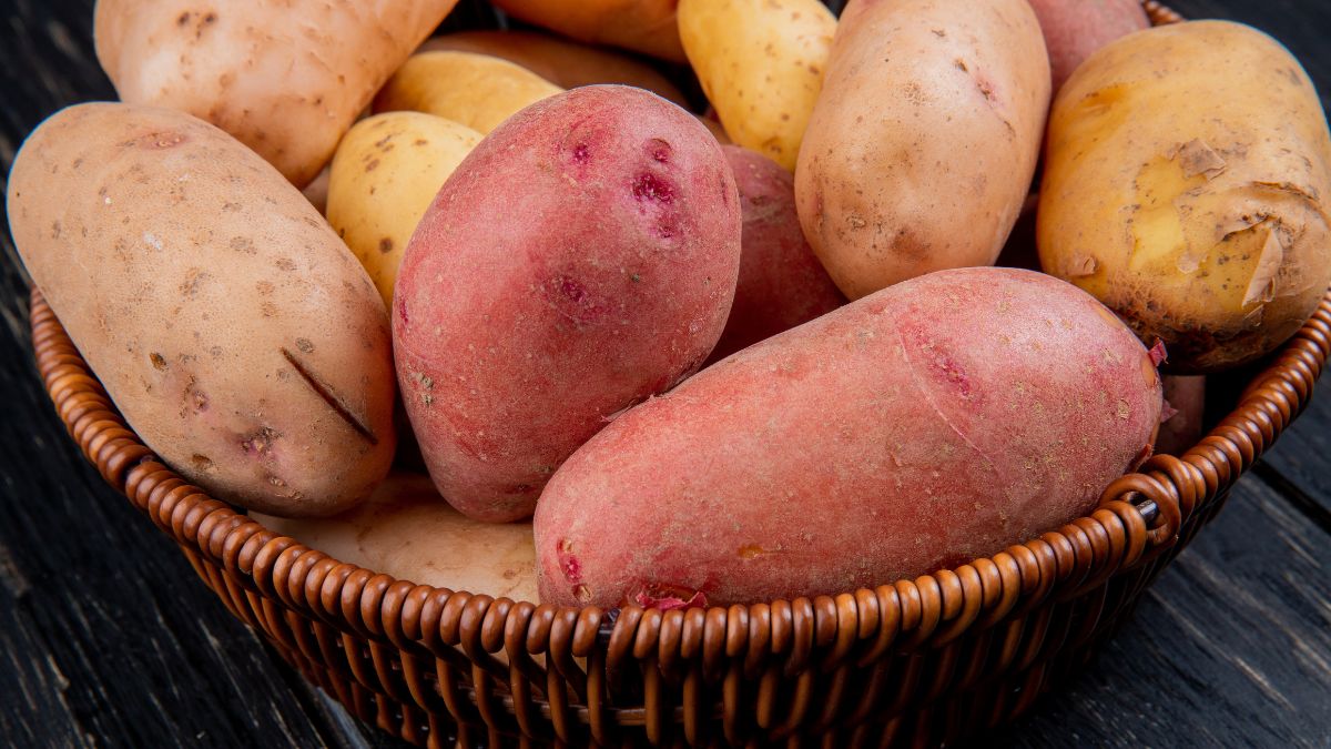 Imagem Padrão   DL (100)