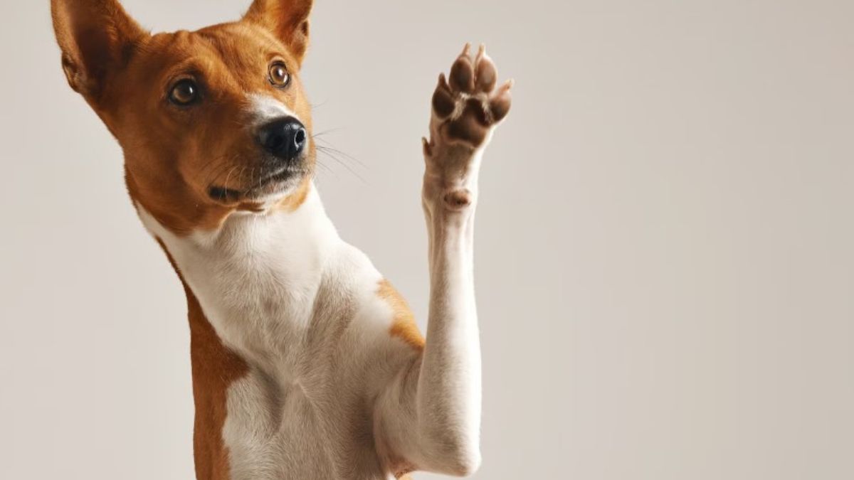 Violência doméstica e maus-tratos anulam direito à guarda compartilhada