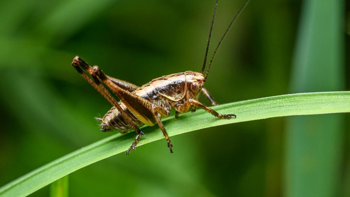Por que a ausência de grilos pode ser mais preocupante do que a presença deles; entenda o papel vital desse inseto