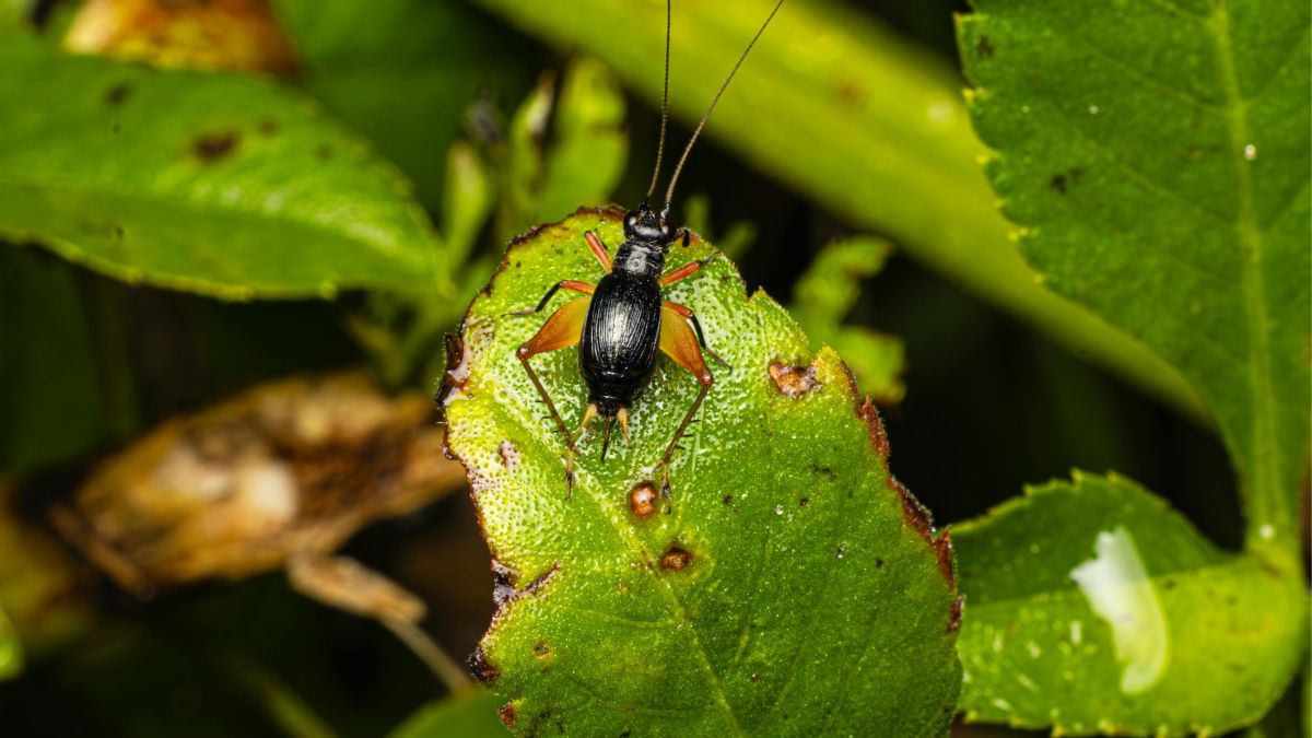por que esses pequenos "vizinhos" são sensíveis à poluição.