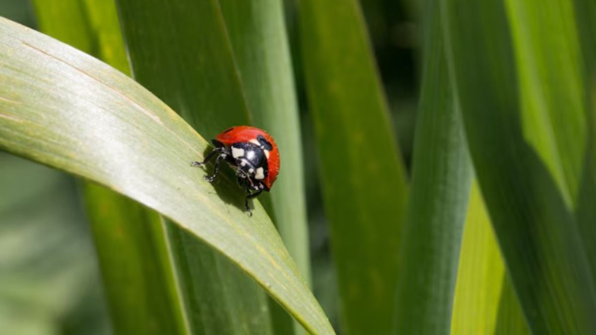 Veja como remover os insetos sem machucá-los e como vedar a casa para evitar novas entradas