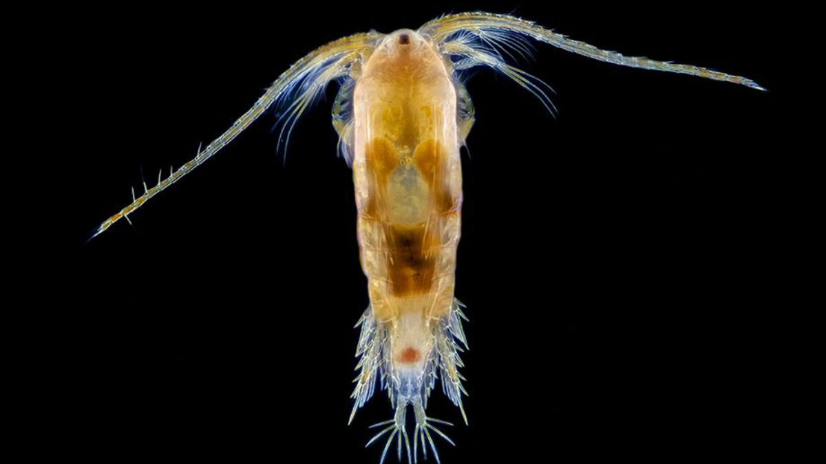 Os copépodes ocupam a base da cadeia alimentar 