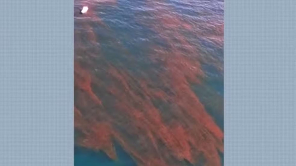 Amostras foram coletadas no Canal de São Sebastião após o registro de coloração incomum em praias como Curral e Veloso