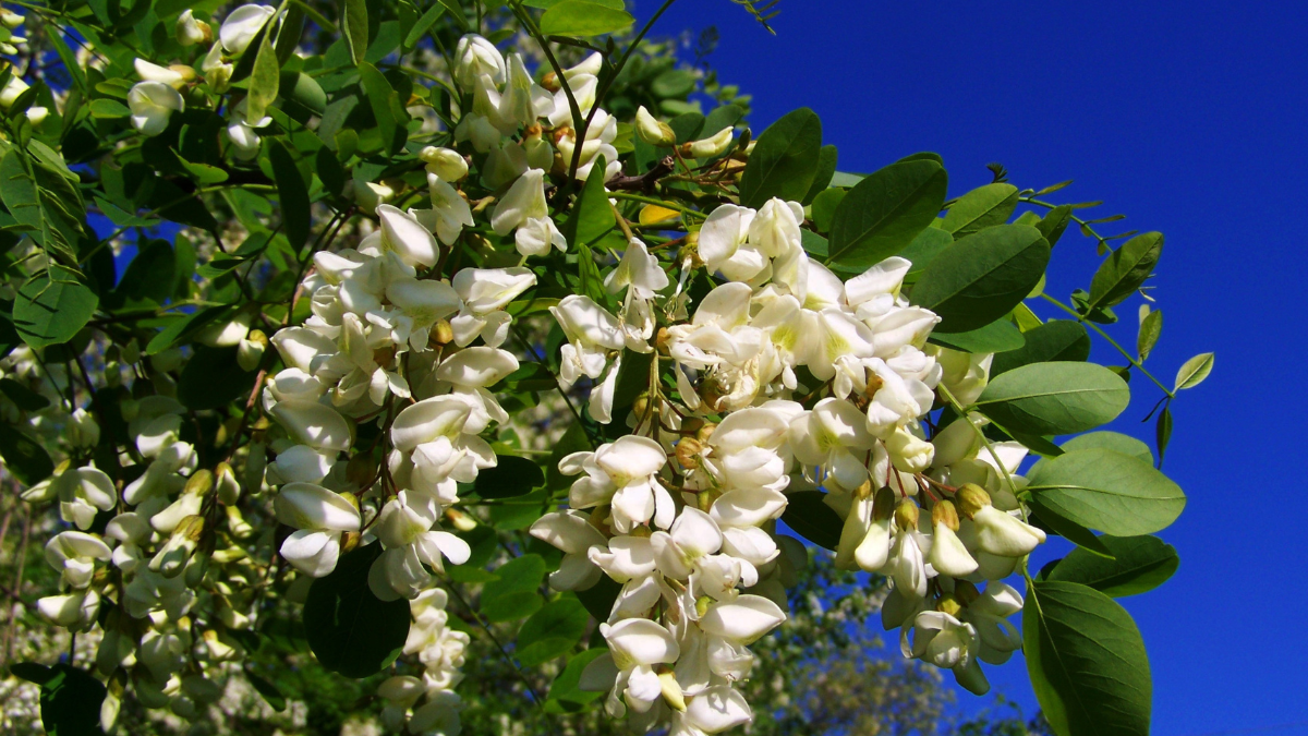 A acácia-branca é cultivada com ocorrência nas regiões Sudeste, Centro-Oeste e Nordeste