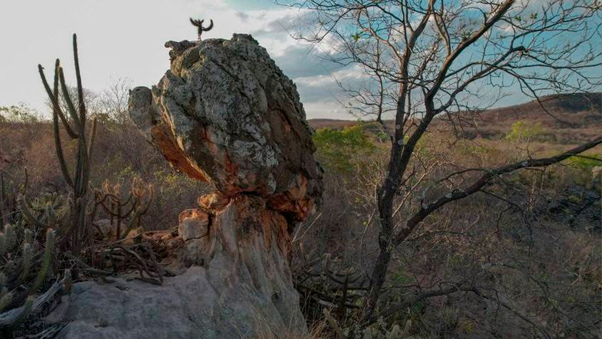 O registro põe fim a um intervalo de mais de 100 anos sem ocorrências da espécie na região.