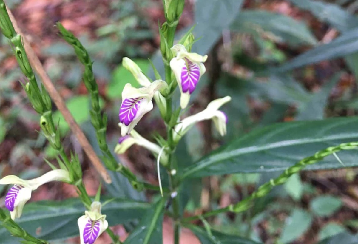 Três exemplares foram coletados e analisados por especialistas do Instituto de Pesquisas Jardim Botânico do Rio de Janeiro
