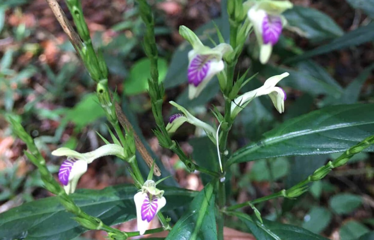 Reencontro com a espécie indica que áreas preservadas ainda podem abrigar plantas raras ou pouco documentadas