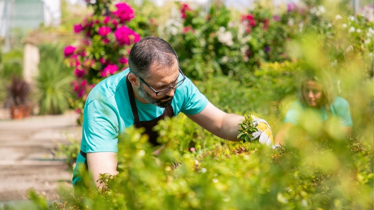 Cuidados necessários para preservar a vida util das árvores