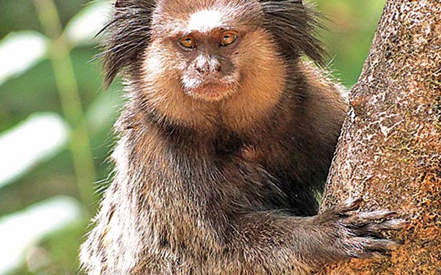 Os macacos poderiam ser ensinados, pelo menos de uma maneira muito