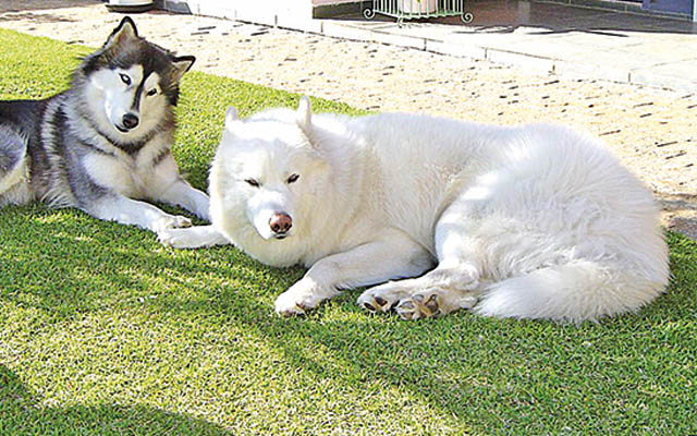 Malamute do Alasca - Diário do Litoral