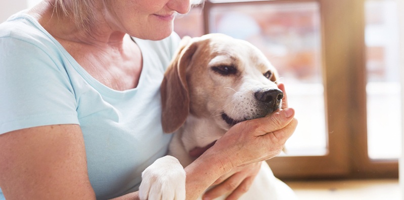 Hospital para pets gratuito Clearance