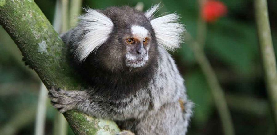 Você não deve alimentar os saguis - Fauna News