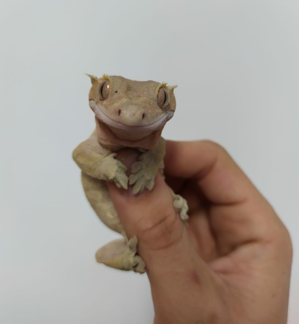 Ceptas Recebe Lagartixa Rara Da Nova Caledonia No Oceano Pacifico Diario Do Litoral