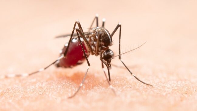 Mosquito da malária evolui e se torna mais perigoso do que nunca