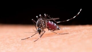 Mosquito da malária evolui e se torna mais perigoso do que nunca