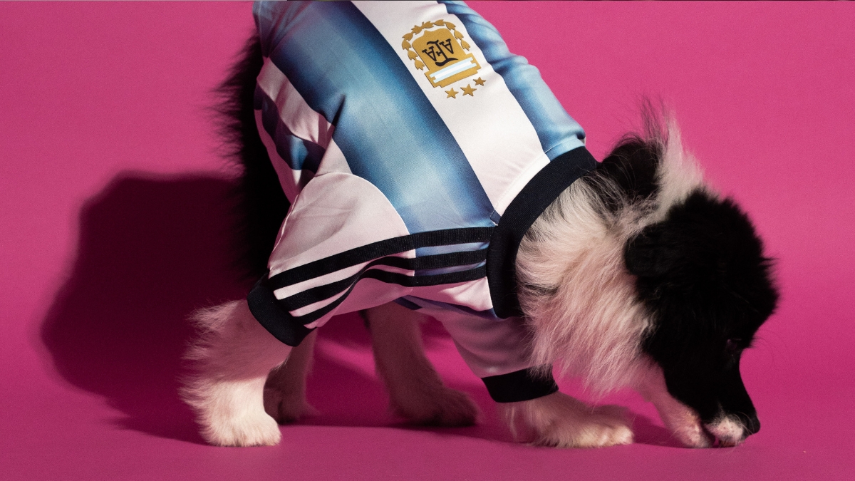 Cachorro usando camisa da Argentina