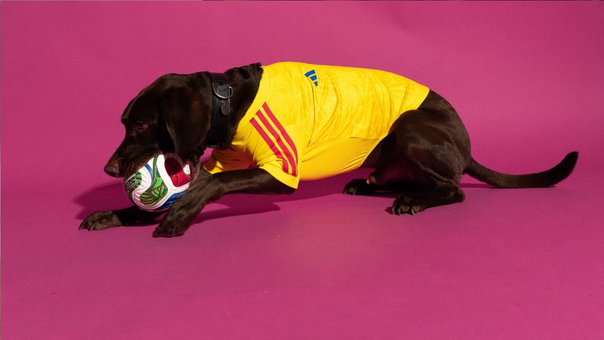 Cãozinho caramelo mordendo a bola da Copa e usando camisa da Seleção Colombiana