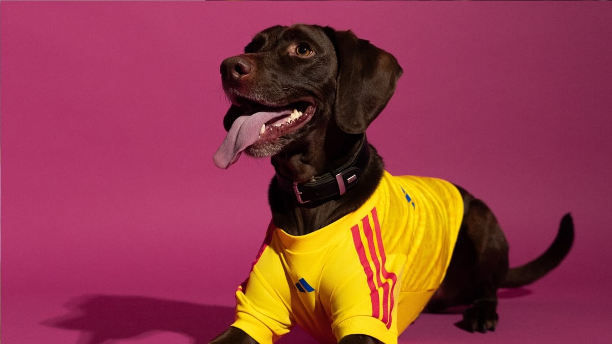 Doguinho caramelo com língua pra fora e usando camisa da Colômbia