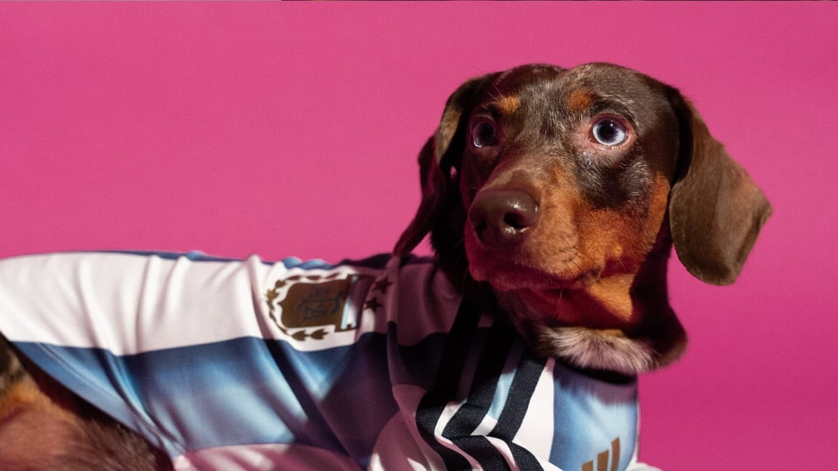 Cachorro com camisa da Seleção Argentina