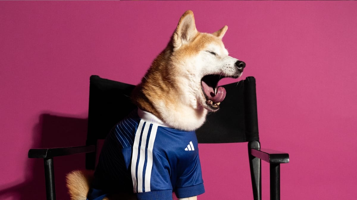 Cãozinho com sono bocechando e usando camisa do Japão