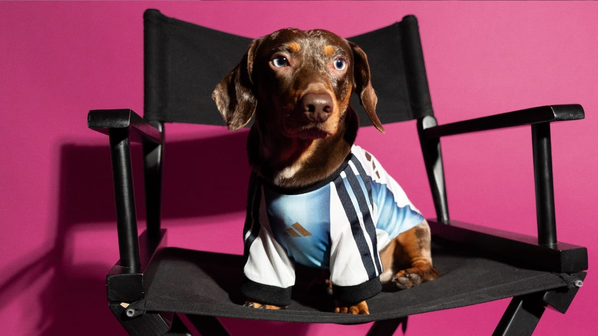 Doguinho pousando para foto utilizando camisa argentina