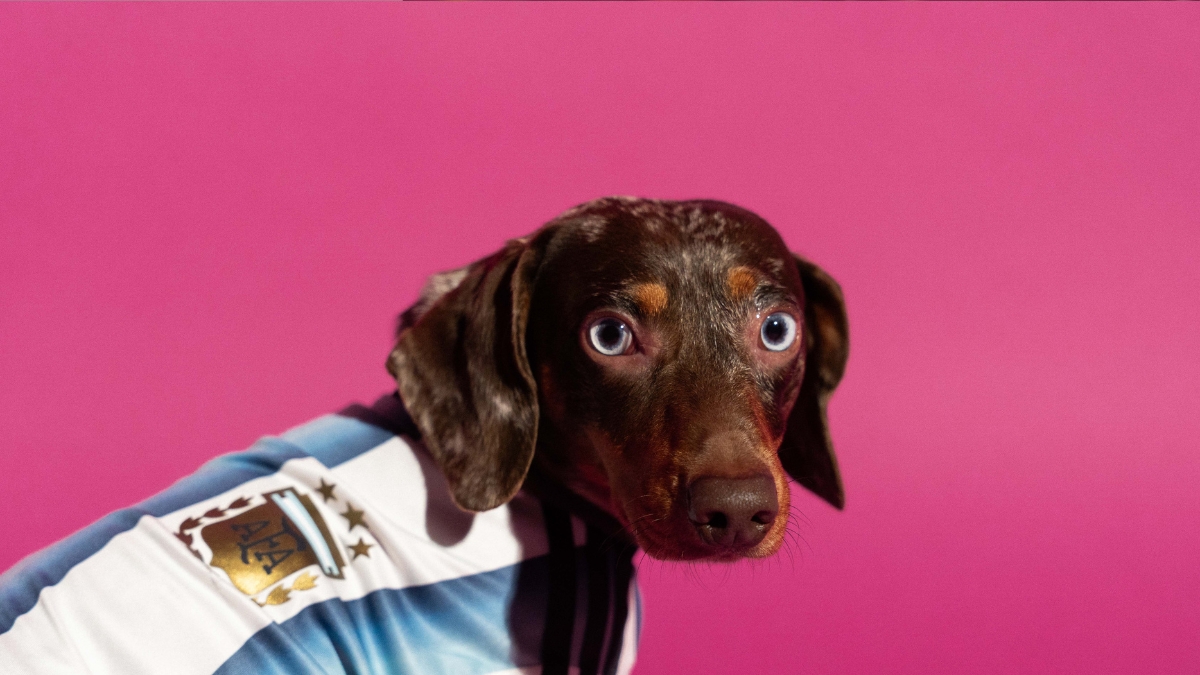 Cachorrinho com camisa da seleção argentina olhando para trás