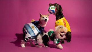 Pets usando camisas de seleções enquanto pousam para foto