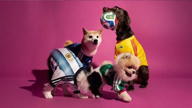 Pets usando camisas de seleções enquanto pousam para foto